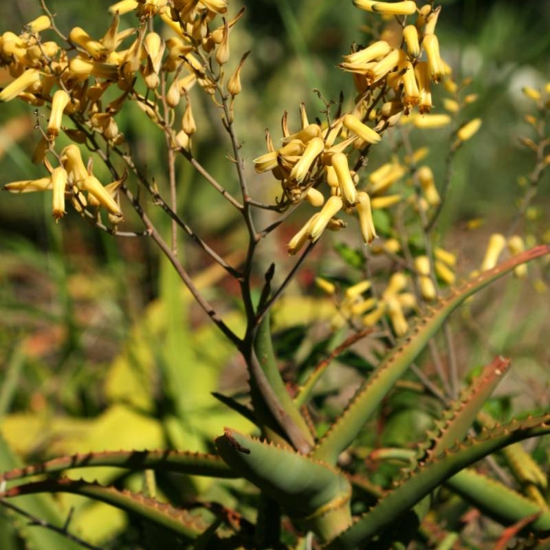 Hildebrandt's Aloe Aloe hildebrandtii